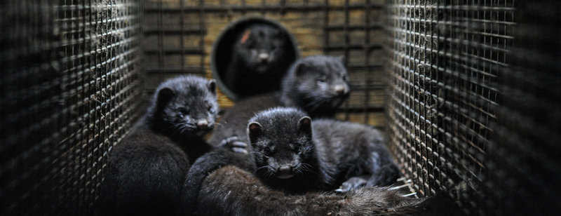 closeup view of minks in a cage