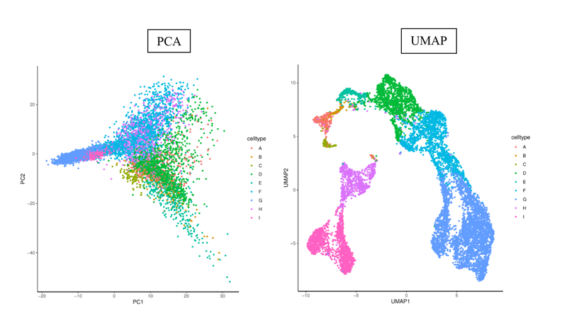 PCA and UMAP representation of cells as part of transcriptome analysis