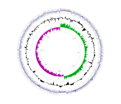 Circos plot of an assembled and annotated genome.