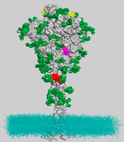 Illustration of three-dimensional structure of a protein.