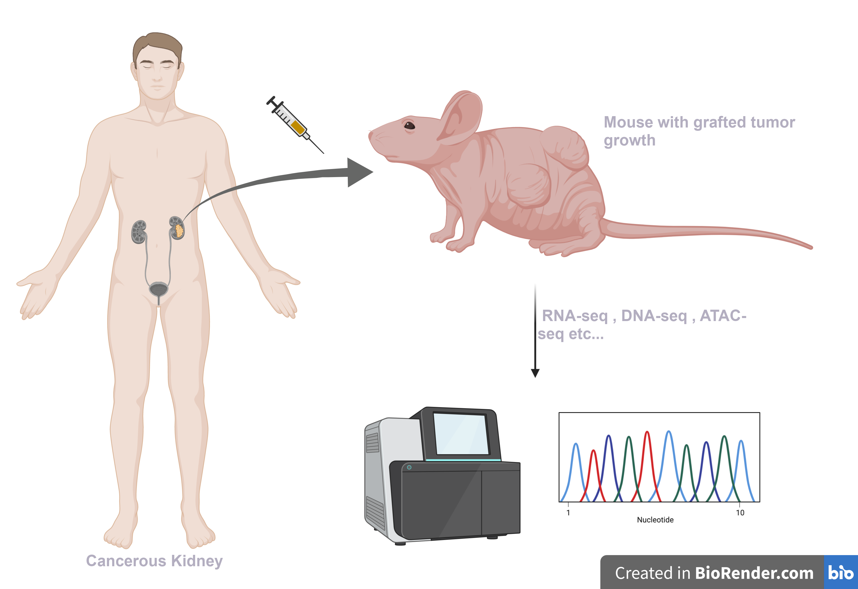Illustration of xenograft technique to study cancer cells