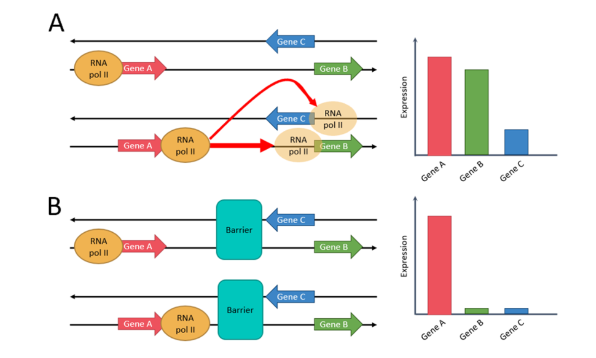 Co-expression patterns of same strand genes with and without barriers